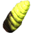 Torchbug Thorax