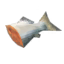 Raw Fish
