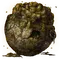 Elden-ring hefty-fetid-pot.webp