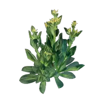 Gentian Seedling