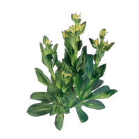 Gentian Seedling