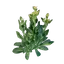 Gentian Seedling