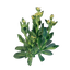 Gentian Seedling