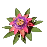 Passionflower