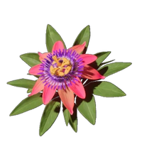 Passionflower