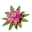 Passionflower