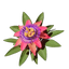 Passionflower
