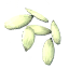 Ivy Seeds