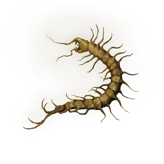 Golden Centipede