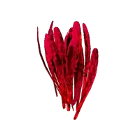 Saffron