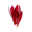 Saffron
