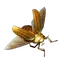 Scarab
