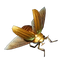 Scarab