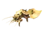 Seeker Brood