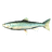 Arctic Char