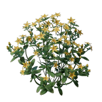 Aureolin Flower Seedling