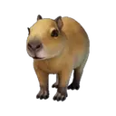 Baby Capybara