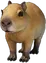 Baby Capybara
