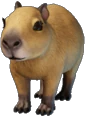 Baby Capybara