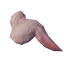 Raw Bird Meat