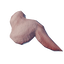 Raw Bird Meat