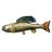 Arctic Grayling