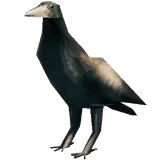 Crow