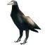 Crow