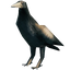 Crow
