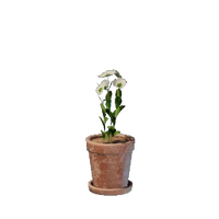 Tiny White Flower Pot