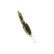 Dragon's Dogma 2 Poison Pinion.webp