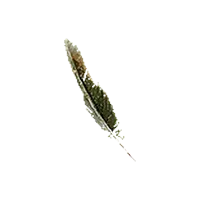 Poison Pinion
