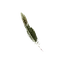 Poison Pinion