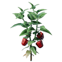 Bell Pepper Seedling