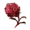 Elden-ring scarlet-bud.webp
