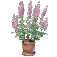 Sage Plant Pot