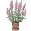 Sage Plant Pot