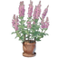 Sage Plant Pot