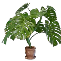Medium Monstera Pot