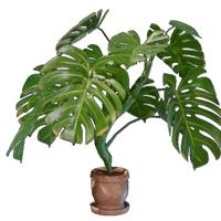 Medium Monstera Pot