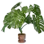 Medium Monstera Pot