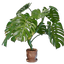 Medium Monstera Pot