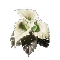 Calla Luna