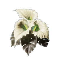 Calla Luna