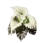 Calla Luna