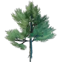 Conifer Tree Seedling