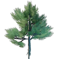 Conifer Tree Seedling