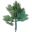 Conifer Tree Seedling