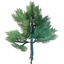 Conifer Tree Seedling