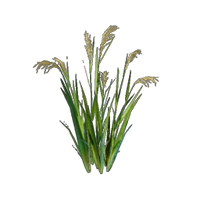 Rice Seedling